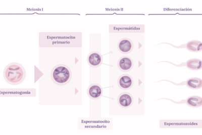 como producir mas esperma